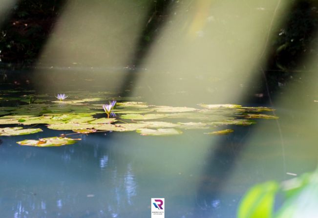 NASCENTE MODELO “LAGOA AZUL”